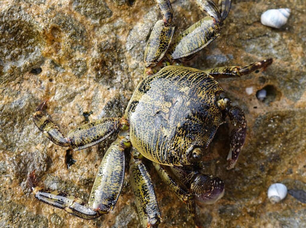 Purple Shore Crab (Leptograpsus variegatus), Dee Why, Northern Beaches NSW