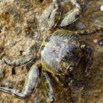 Purple Shore Crab (Leptograpsus variegatus), Dee Why, Northern Beaches NSW