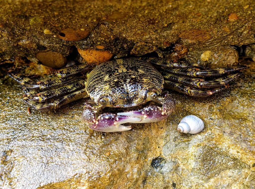 Purple Shore Crab (Leptograpsus variegatus), Dee Why, Northern Beaches NSW