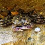 Purple Shore Crab (Leptograpsus variegatus), Dee Why, Northern Beaches NSW