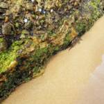 Purple Shore Crab (Leptograpsus variegatus), Dee Why, Northern Beaches NSW