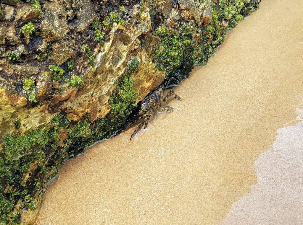 Purple Shore Crab (Leptograpsus variegatus), Dee Why, Northern Beaches NSW