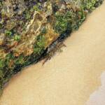 Purple Shore Crab (Leptograpsus variegatus), Dee Why, Northern Beaches NSW