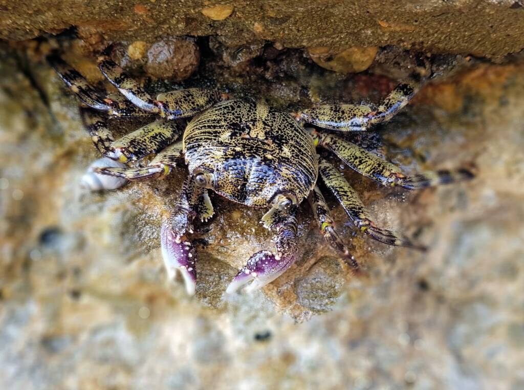Purple Shore Crab (Leptograpsus variegatus), Dee Why, Northern Beaches NSW