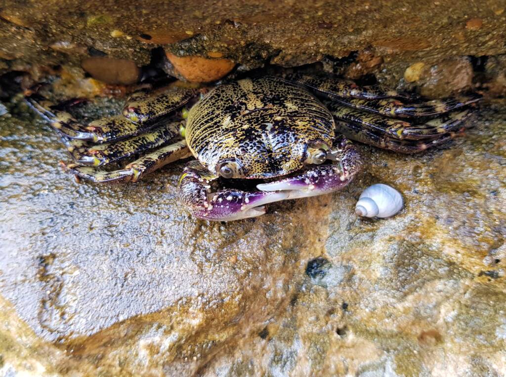 Purple Shore Crab (Leptograpsus variegatus), Dee Why, Northern Beaches NSW