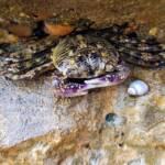 Purple Shore Crab (Leptograpsus variegatus), Dee Why, Northern Beaches NSW