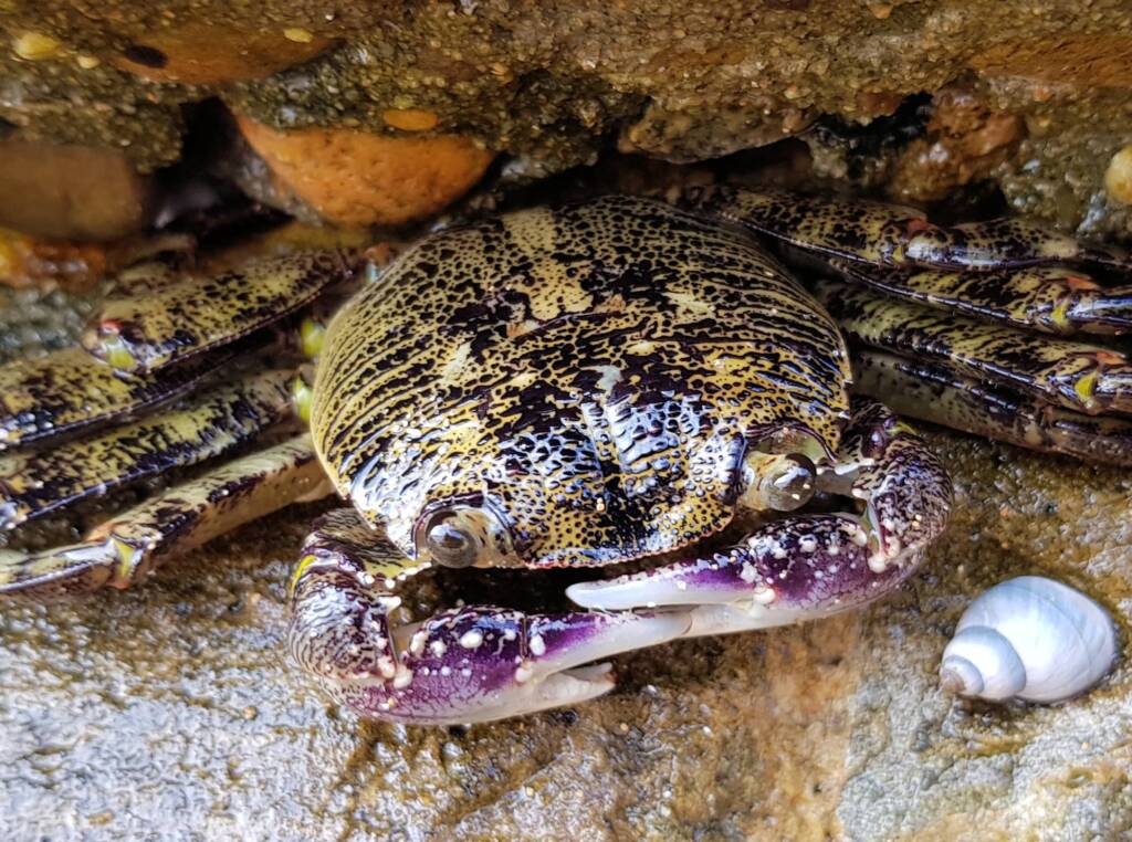 Purple Shore Crab (Leptograpsus variegatus), Dee Why, Northern Beaches NSW