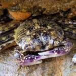 Purple Shore Crab (Leptograpsus variegatus), Dee Why, Northern Beaches NSW