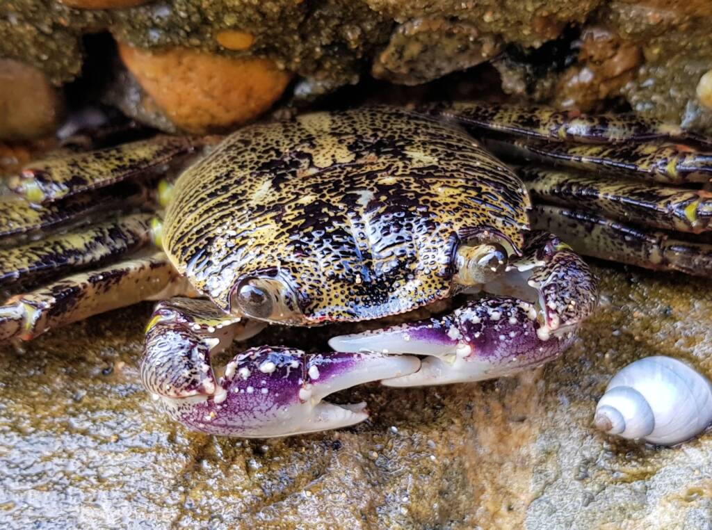 Purple Shore Crab (Leptograpsus variegatus), Dee Why, Northern Beaches NSW