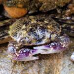 Purple Shore Crab (Leptograpsus variegatus), Dee Why, Northern Beaches NSW