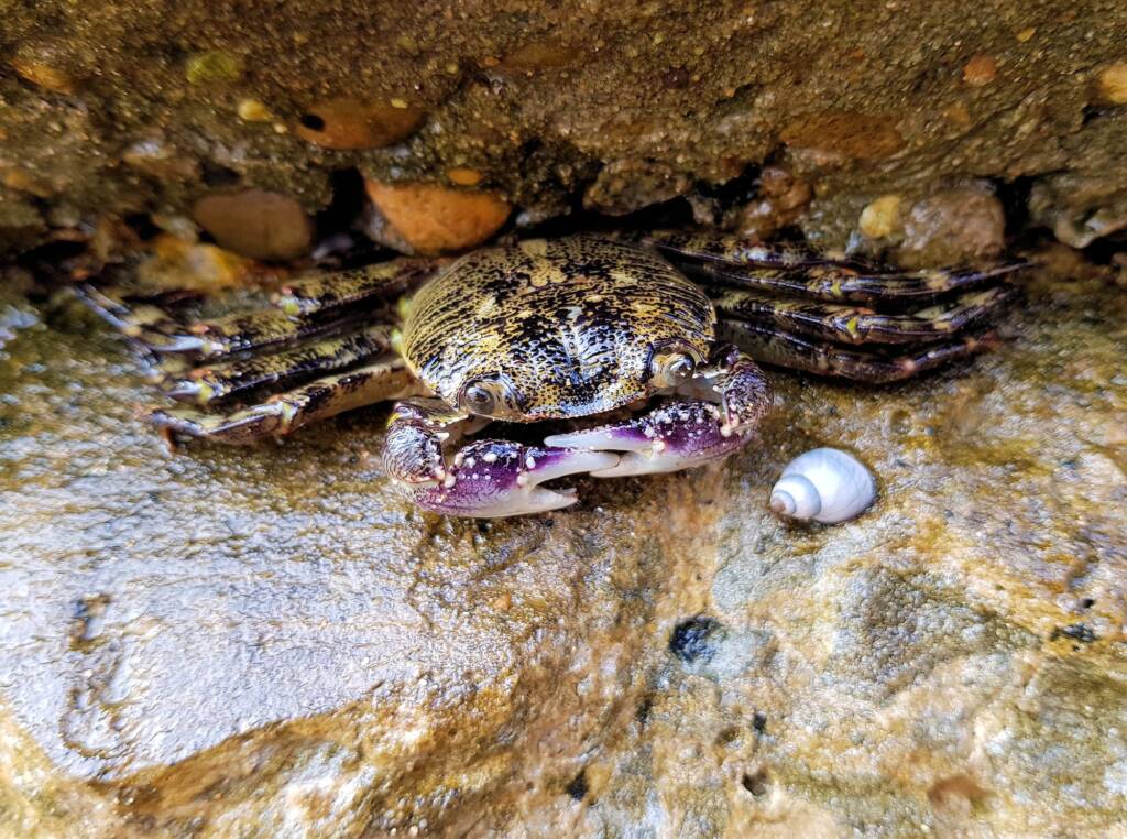 Purple Shore Crab (Leptograpsus variegatus), Dee Why, Northern Beaches NSW