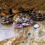 Purple Shore Crab (Leptograpsus variegatus), Dee Why, Northern Beaches NSW