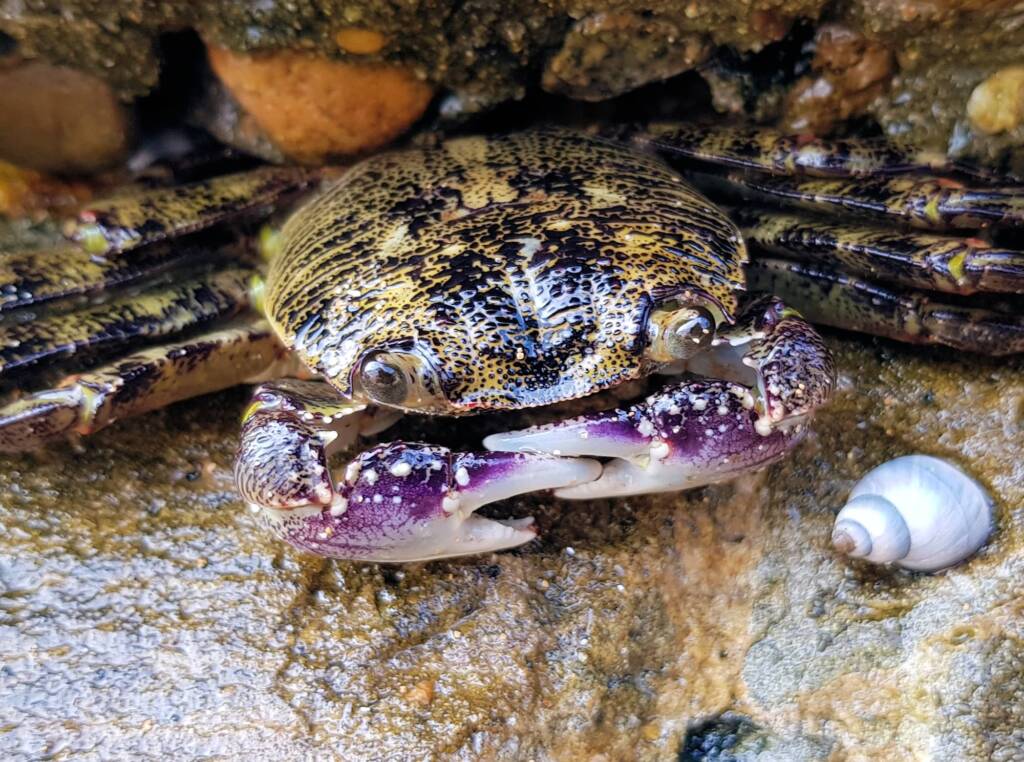 Purple Shore Crab (Leptograpsus variegatus), Dee Why, Northern Beaches NSW