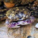 Purple Shore Crab (Leptograpsus variegatus), Dee Why, Northern Beaches NSW