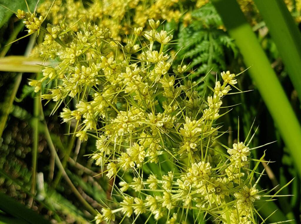 Mat Rush (Lomandra longifolia), Northern Beaches NSW