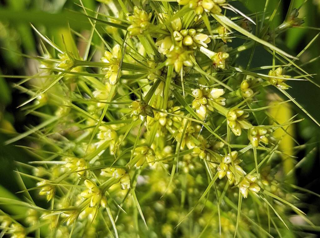 Mat Rush (Lomandra longifolia), Northern Beaches NSW