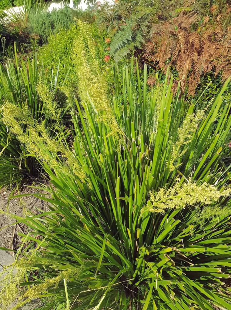 Mat Rush (Lomandra longifolia), Northern Beaches NSW