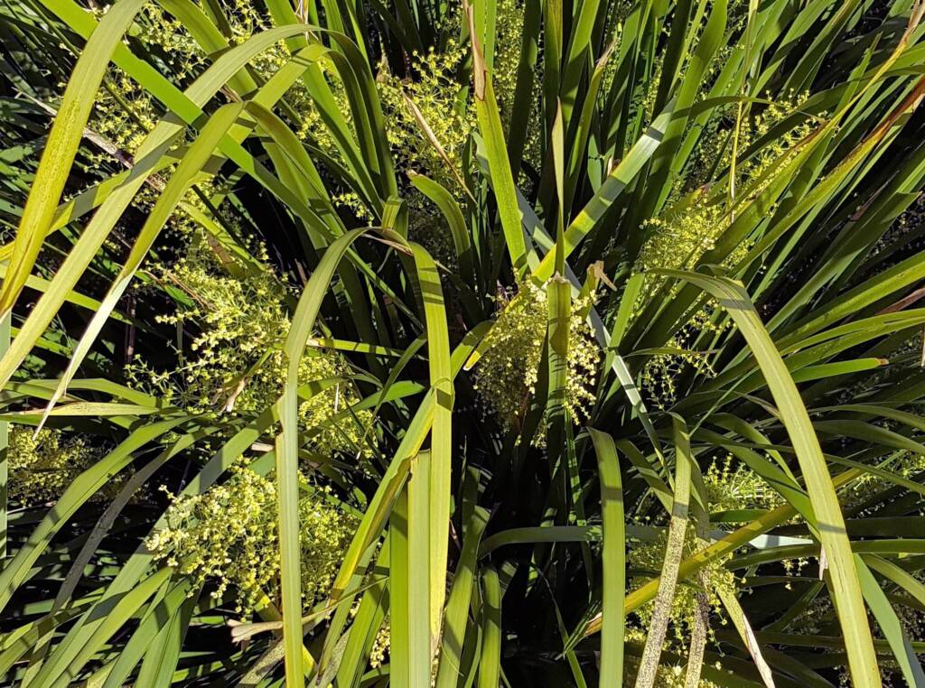 Mat Rush (Lomandra longifolia), Northern Beaches NSW