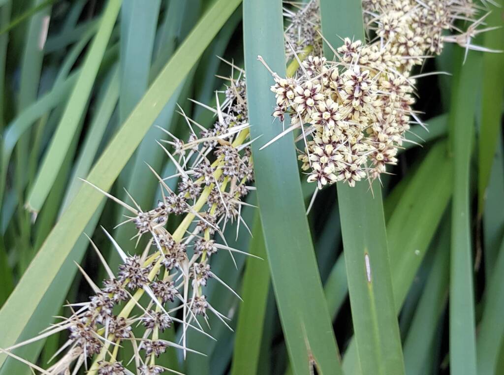 Mat Rush (Lomandra longifolia), Northern Beaches NSW