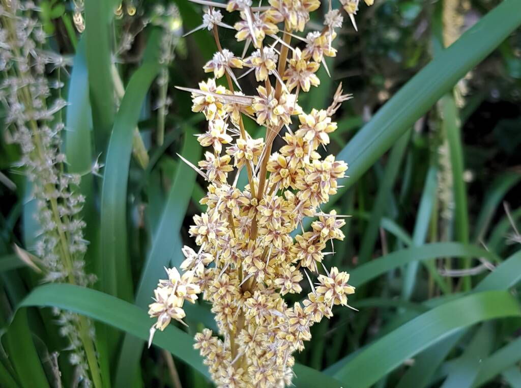 Mat Rush (Lomandra longifolia), Northern Beaches NSW