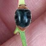Mealybug Destroyer Ladybird (Cryptolaemus montrouzieri), Roma QLD © Dianne Bickers