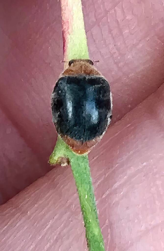 Mealybug Destroyer Ladybird (Cryptolaemus montrouzieri), Roma QLD © Dianne Bickers