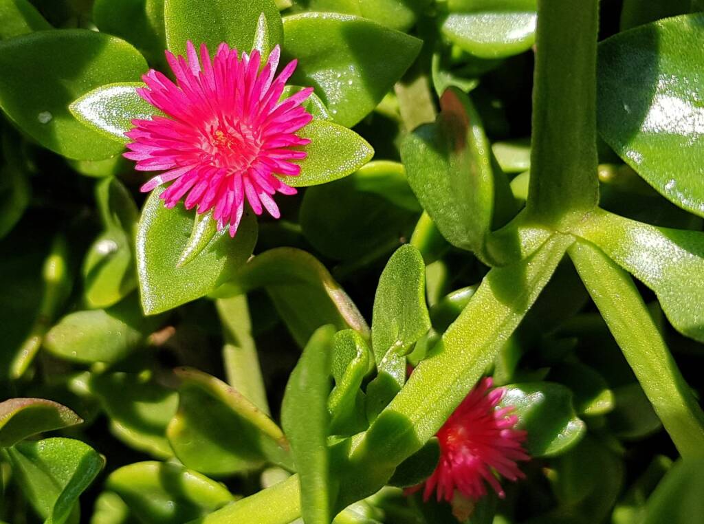 Baby Sun Rose (Mesembryanthemum cordifolium), Northern Beaches NSW