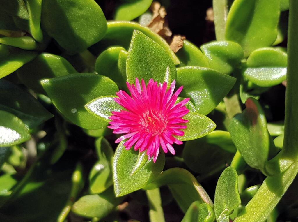 Baby Sun Rose (Mesembryanthemum cordifolium), Northern Beaches NSW