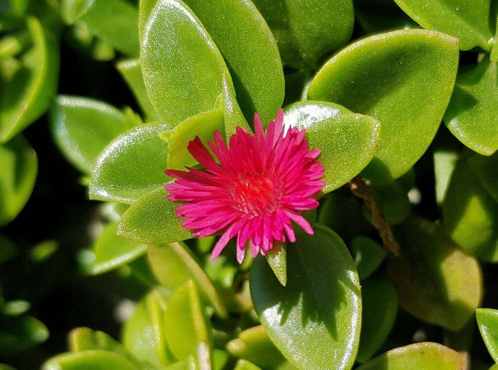 Baby Sun Rose (Mesembryanthemum cordifolium), Northern Beaches NSW