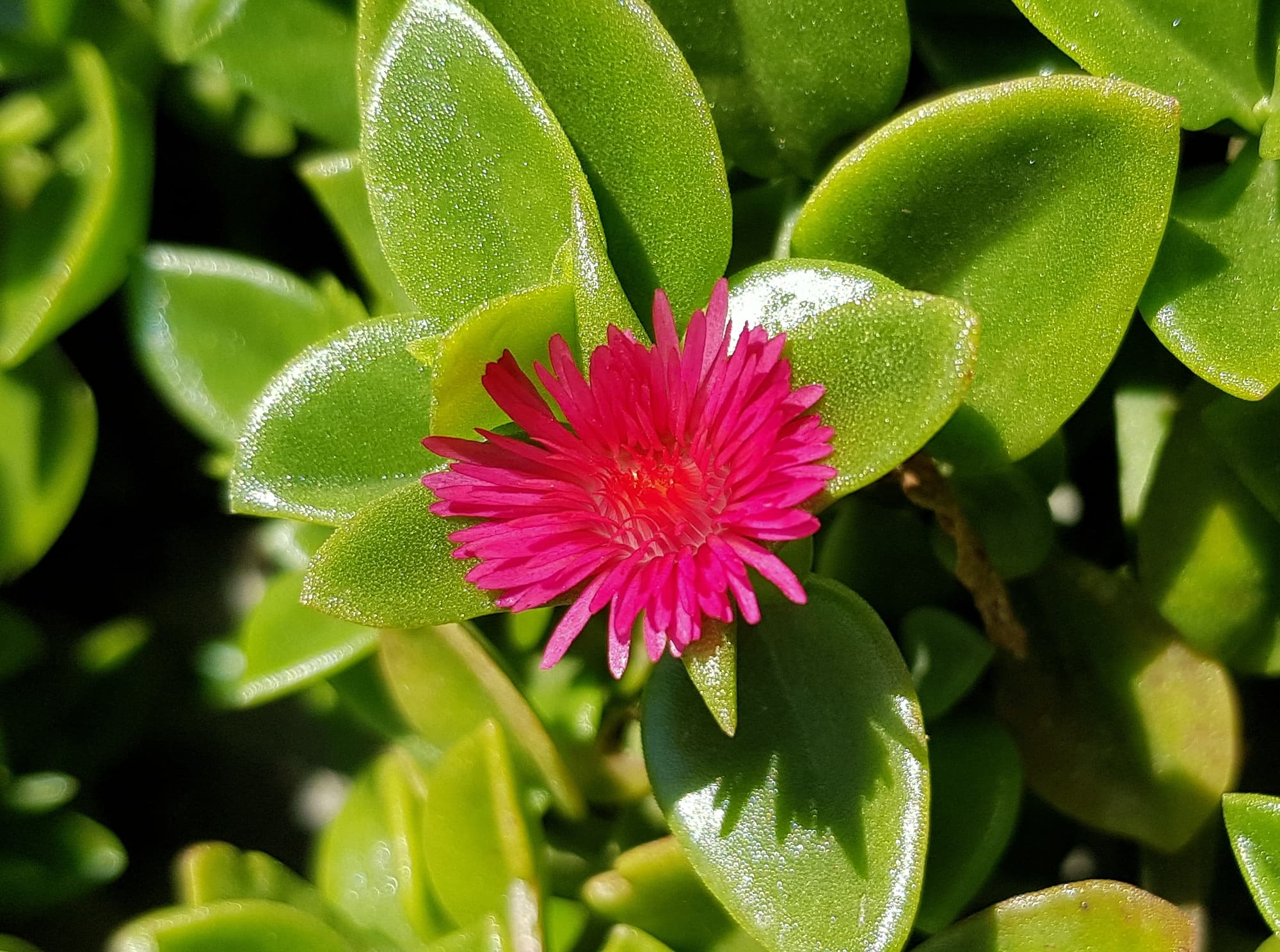 Baby Sun Rose (Mesembryanthemum cordifolium), Northern Beaches NSW