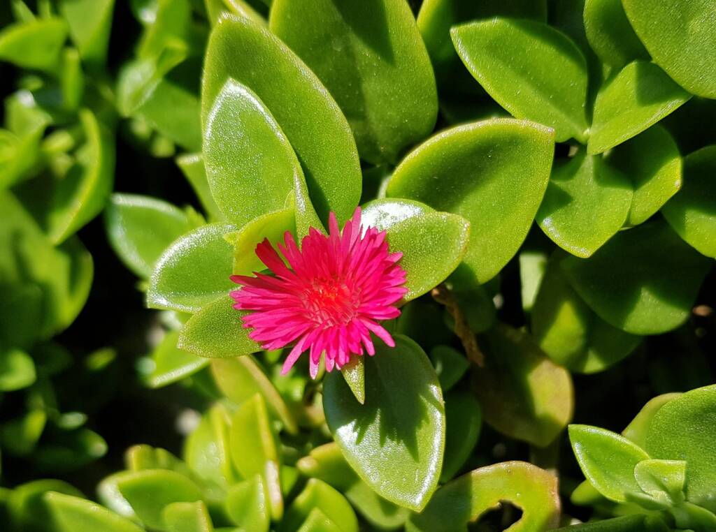 Baby Sun Rose (Mesembryanthemum cordifolium), Northern Beaches NSW