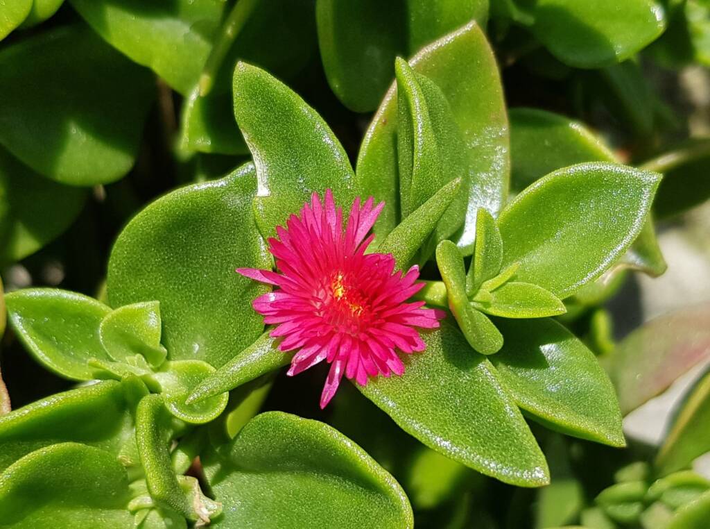 Baby Sun Rose (Mesembryanthemum cordifolium), Northern Beaches NSW