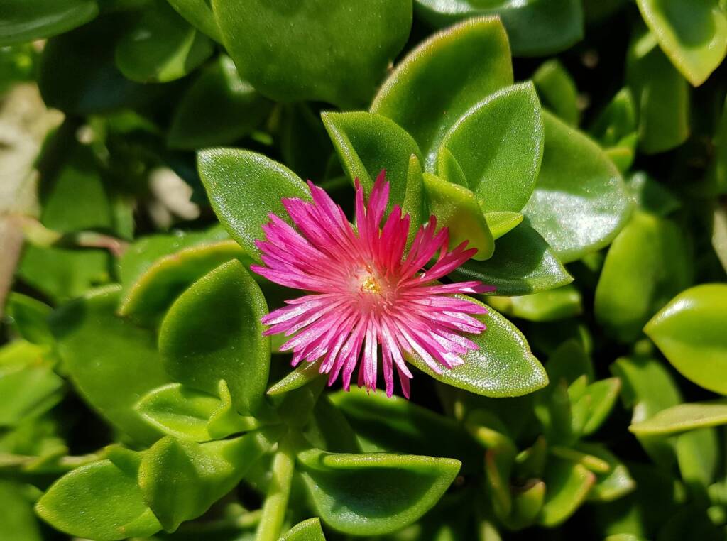 Baby Sun Rose (Mesembryanthemum cordifolium), Northern Beaches NSW