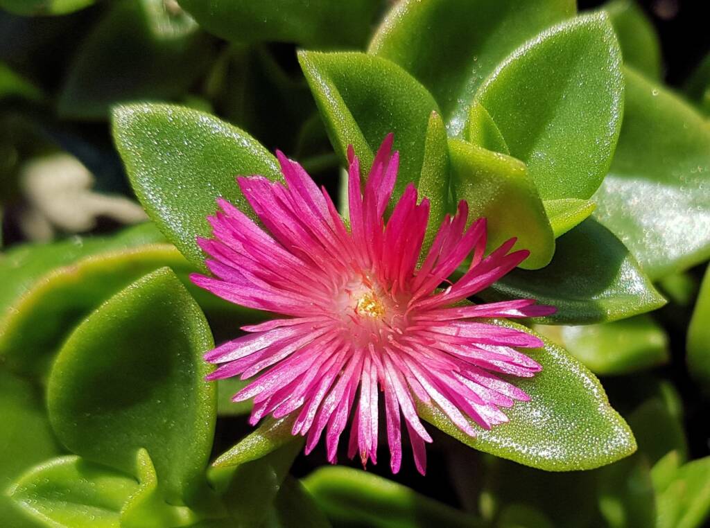 Baby Sun Rose (Mesembryanthemum cordifolium), Northern Beaches NSW