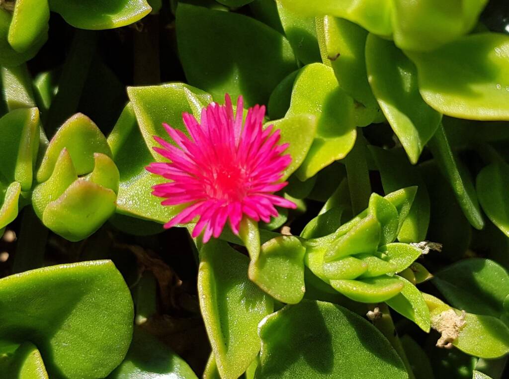 Baby Sun Rose (Mesembryanthemum cordifolium), Northern Beaches NSW