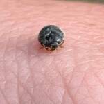 Minute Ladybird (Diomus sp), Roma QLD © Dianne Bickers