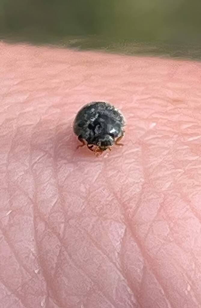 Minute Ladybird (Diomus sp), Roma QLD © Dianne Bickers