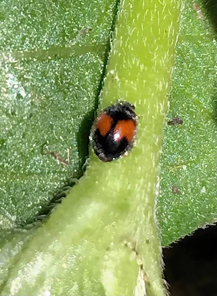 Minute Two-spotted Ladybird (Diomus notescens), Roma QLD © Dianne Bickers