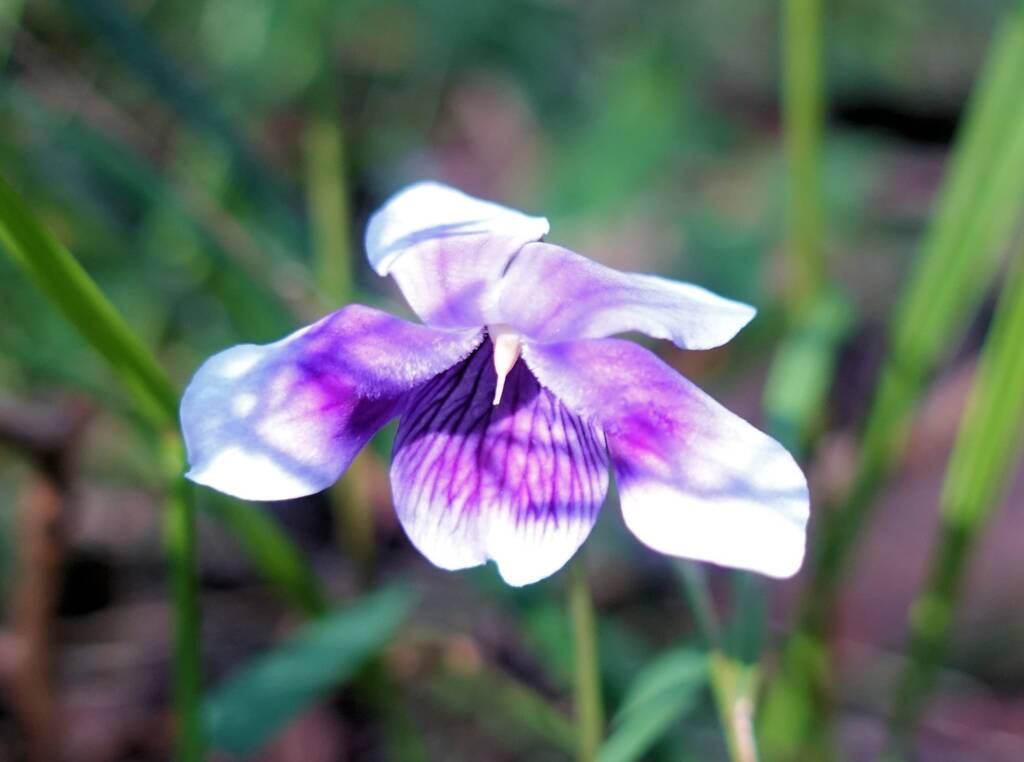 Native violet (Viola banksii), Stony Range Regional Botanic Garden, Dee Why NSW