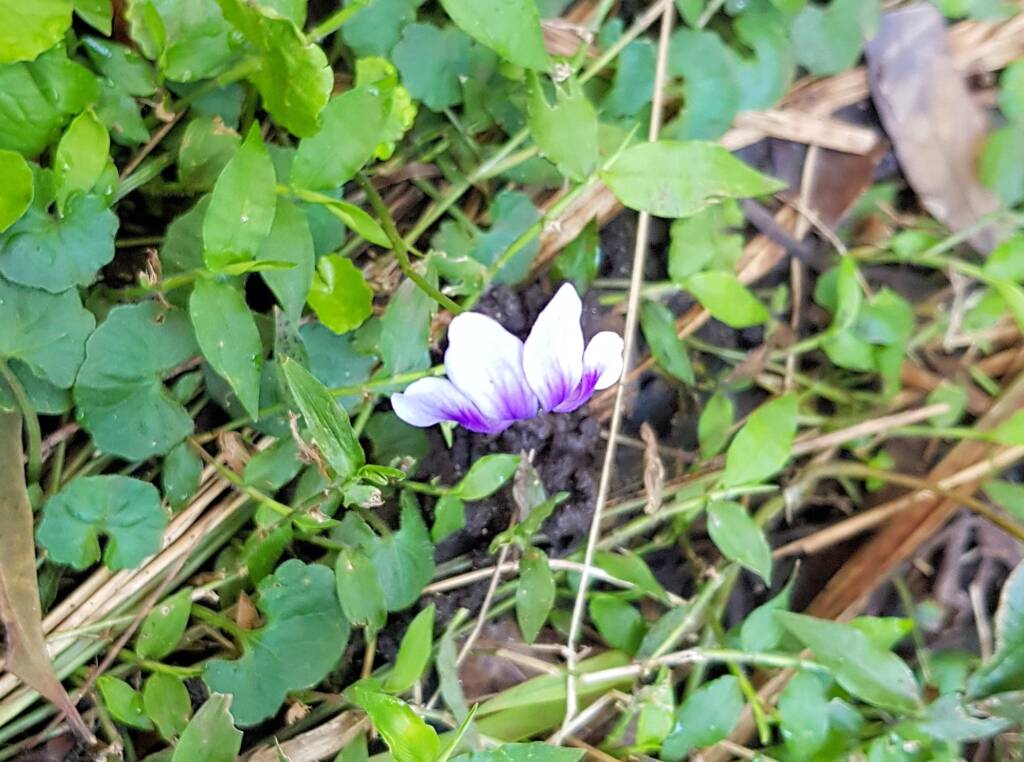 Native violet (Viola banksii), Northern Beaches NSW