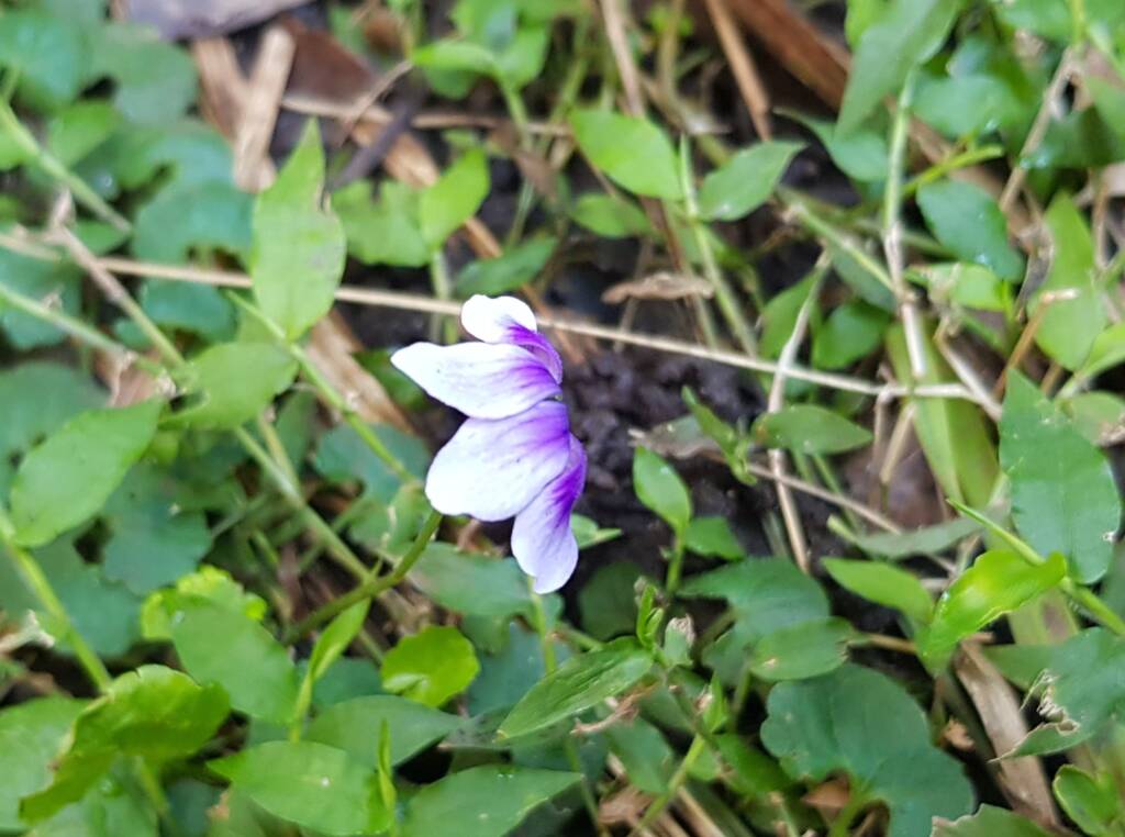 Native violet (Viola banksii), Stony Range Regional Botanic Garden, Dee Why NSW