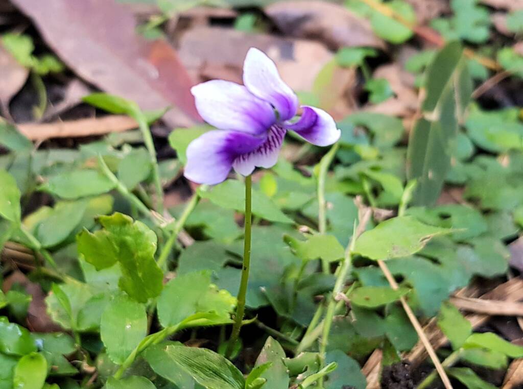 Native violet (Viola banksii), Northern Beaches NSW