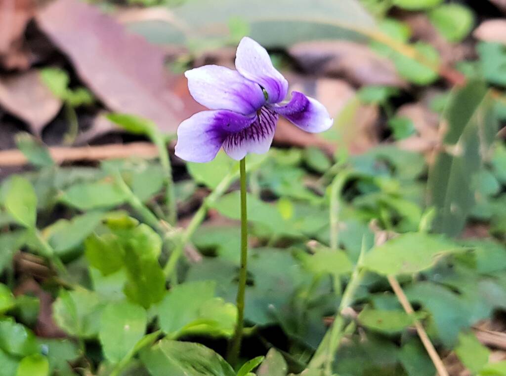 Native violet (Viola banksii), Stony Range Regional Botanic Garden, Dee Why NSW