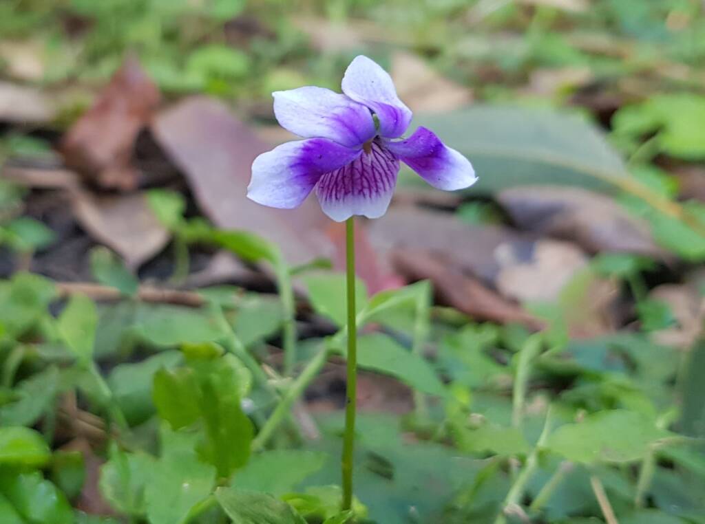 Native violet (Viola banksii), Stony Range Regional Botanic Garden, Dee Why NSW