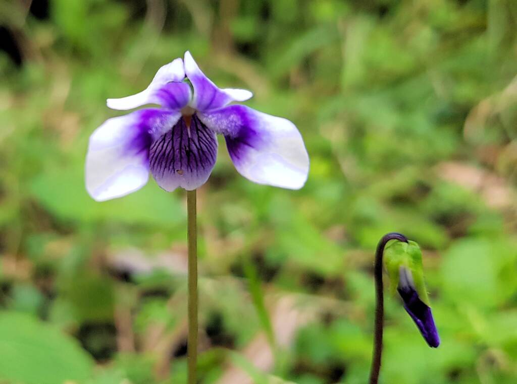 Native violet (Viola banksii), Northern Beaches NSW