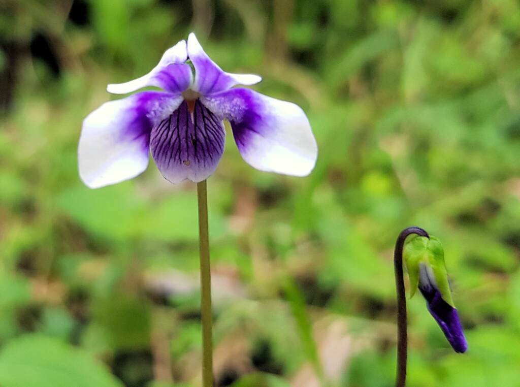 Native violet (Viola banksii), Stony Range Regional Botanic Garden, Dee Why NSW