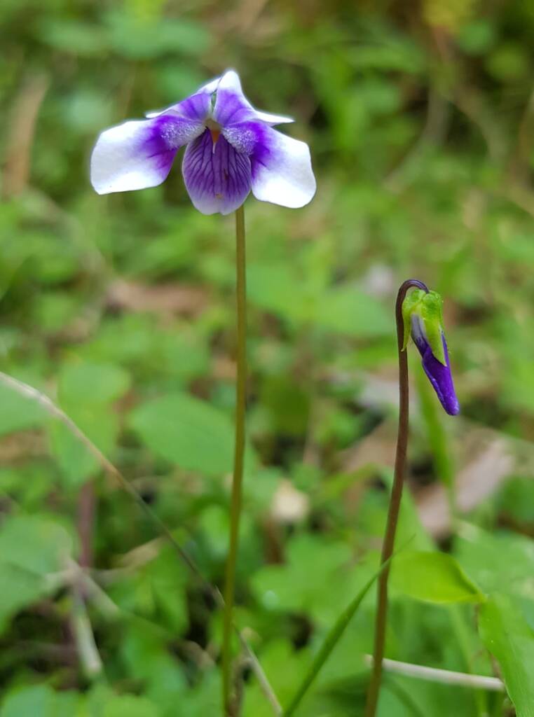 Native violet (Viola banksii), Stony Range Regional Botanic Garden, Dee Why NSW