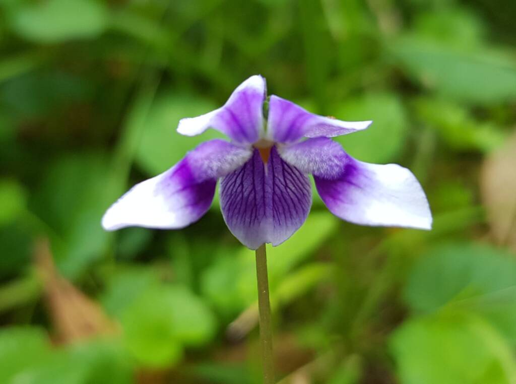 Native violet (Viola banksii), Northern Beaches NSW