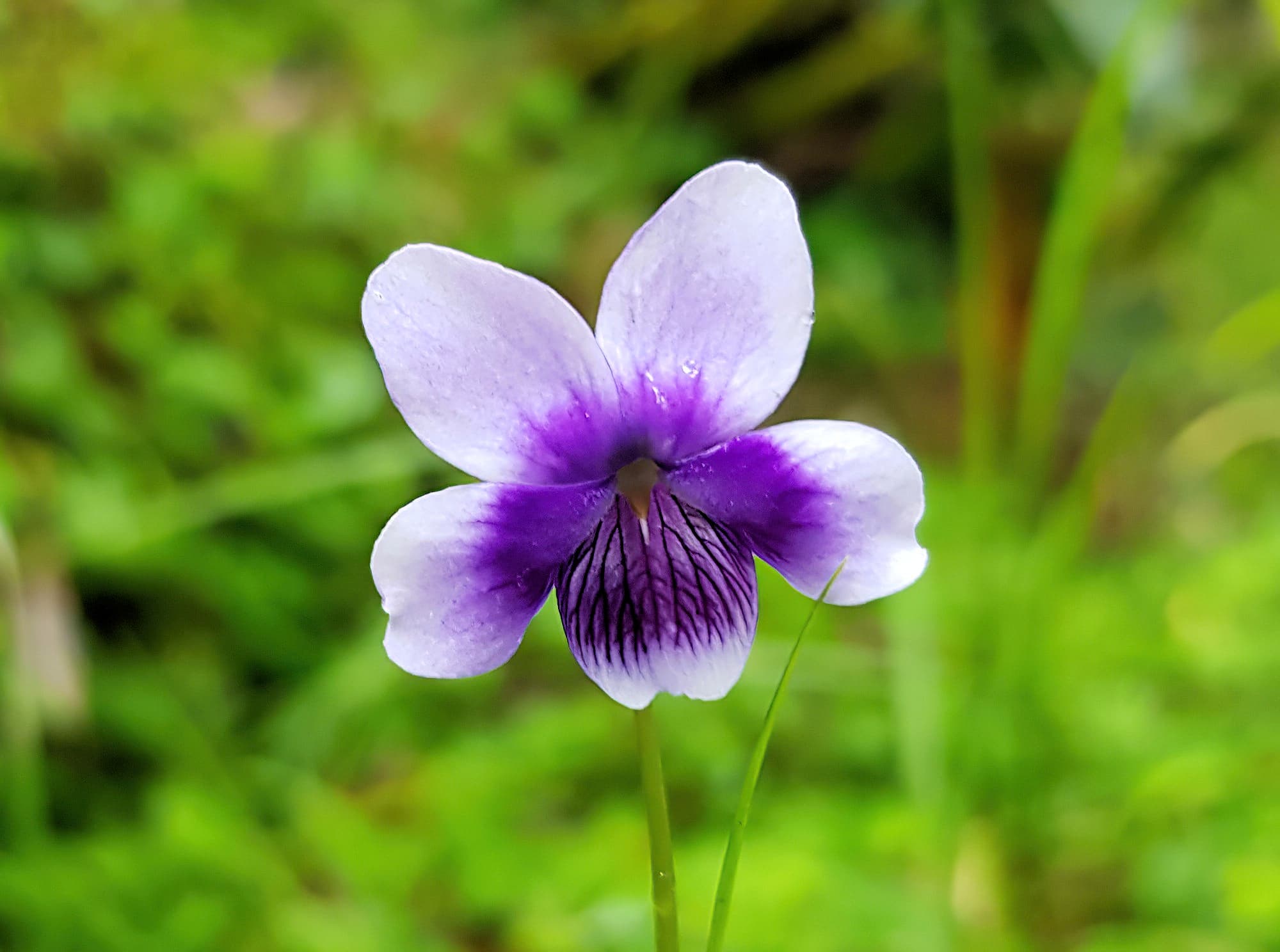 Native violet (Viola banksii), Northern Beaches NSW