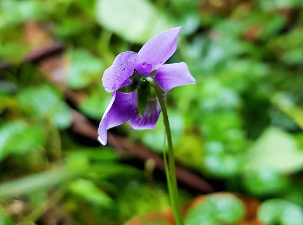 Native violet (Viola banksii), Northern Beaches NSW